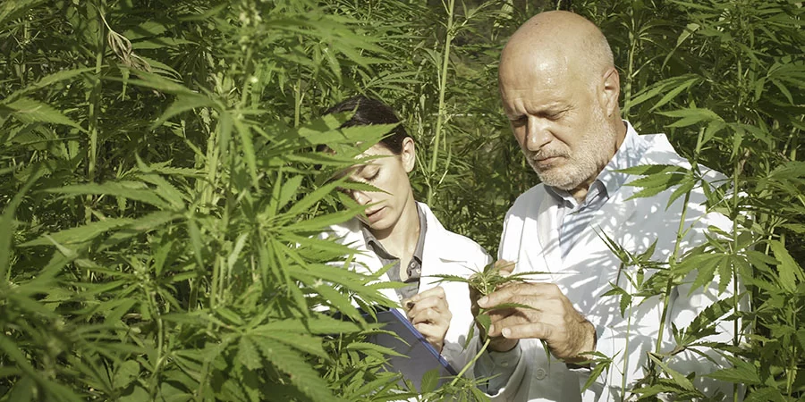 Lab tech examining hemp plants in a field. buy hemp seed oil drops online. Hemp oil extract for sale online USA.