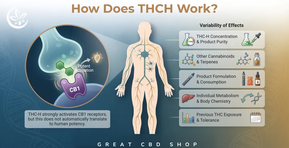 How Does THCH Work