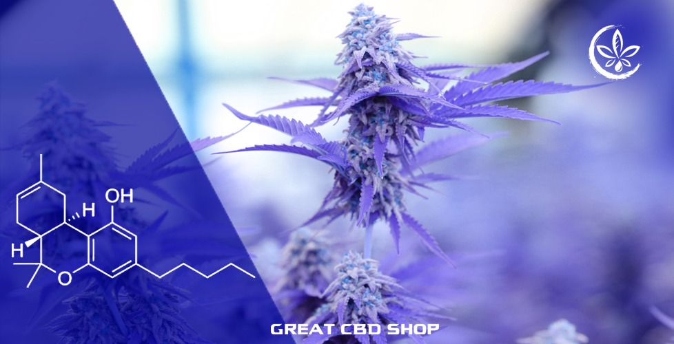 What is Delta 8 THC?