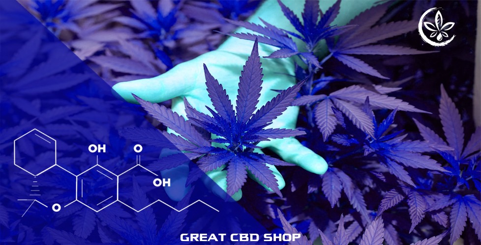 What is THCA?