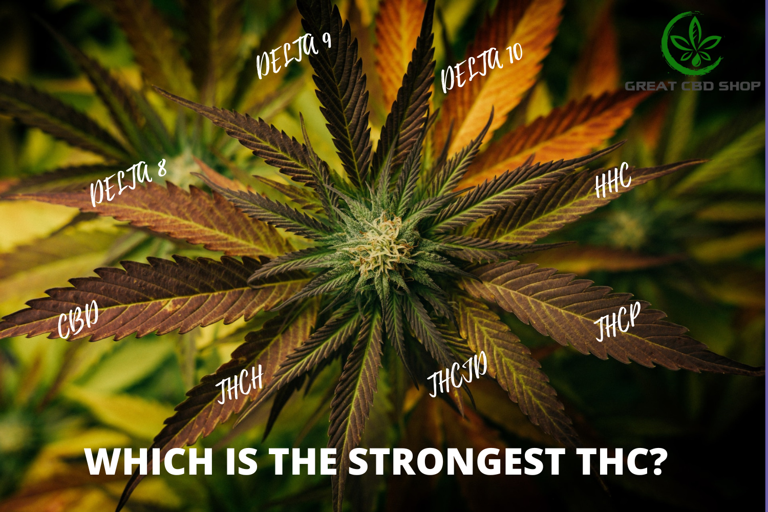 strongest THC cannabinoid