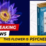 What is the Blue Lotus Flower and Why is it so Popular?