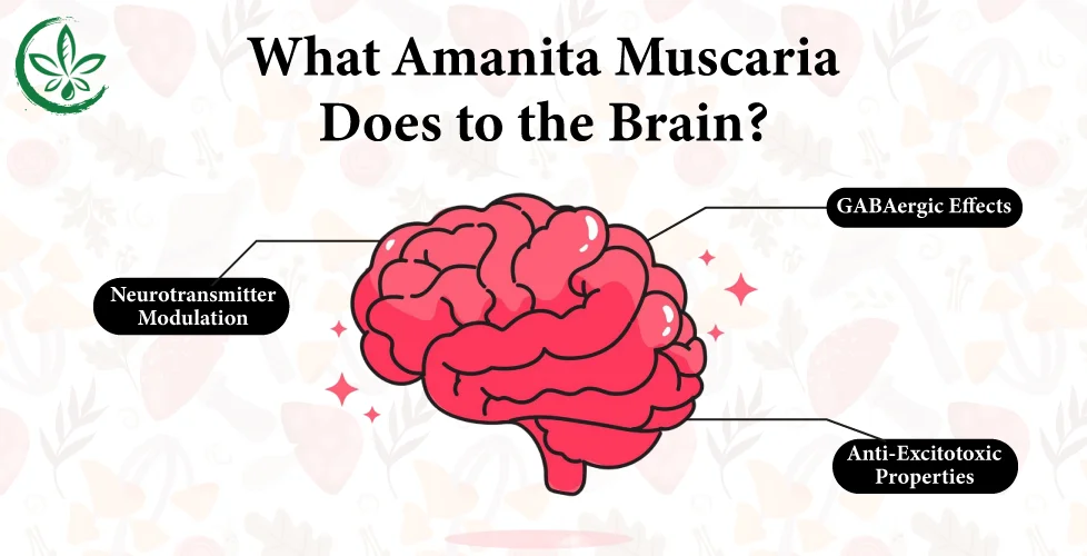 What Amanita Muscaria Does to the Brain?