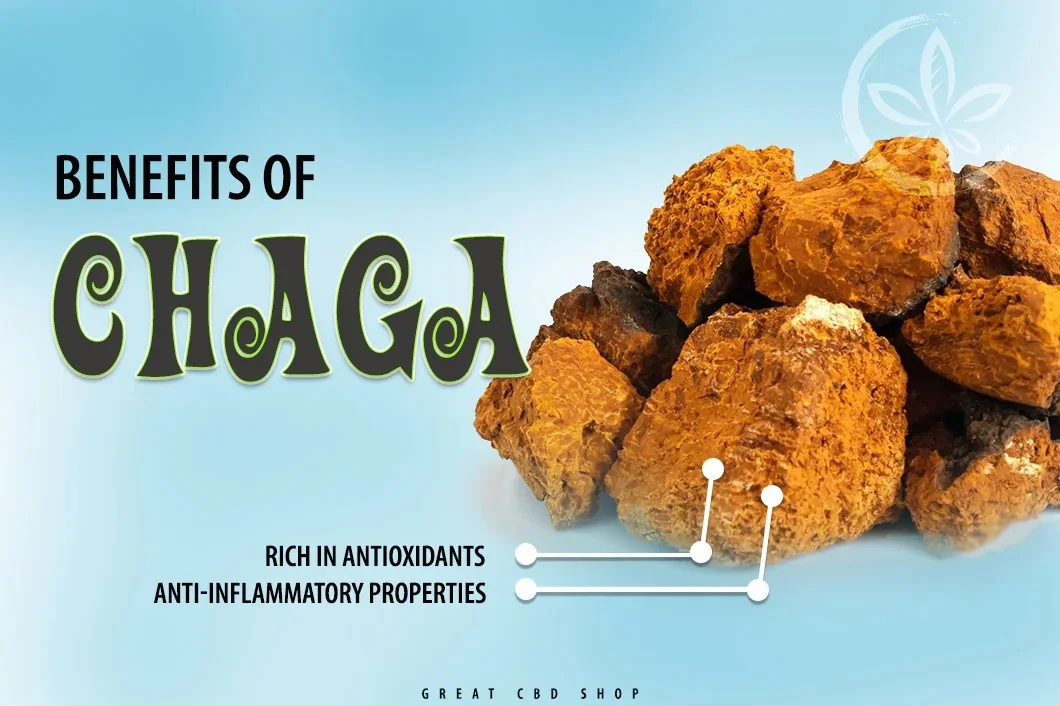 Benefits of Chaga