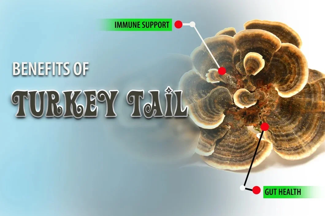 Benefits of Turkey Tail