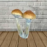 Burma Spores Syringe -10ml_mushroom