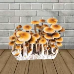 Golden Teacher SporesMD Mushroom