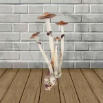 Jedi Mind Fuck Spores Syringe – 10ml _ mushroom