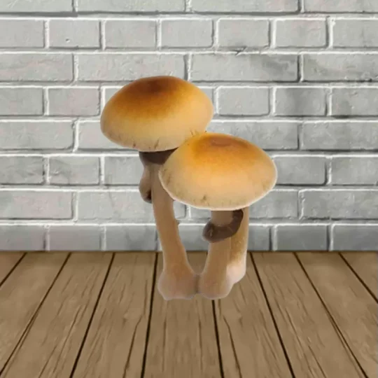 Mazatapec SporesMD Mushroom Spore_mushroom