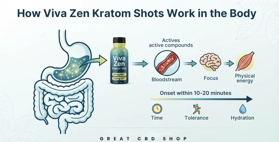 How Vivazen Kratom Shots Work in the Body
